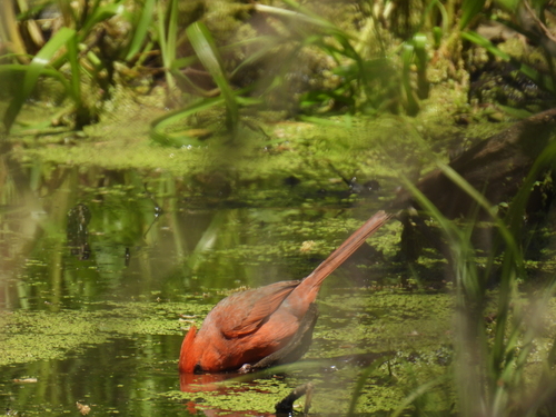 Northern Cardinal photographed in Minnesota