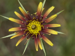 Tragopogon crocifolius