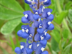 Lupinus subcarnosus