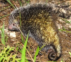 Coendou longicaudatus