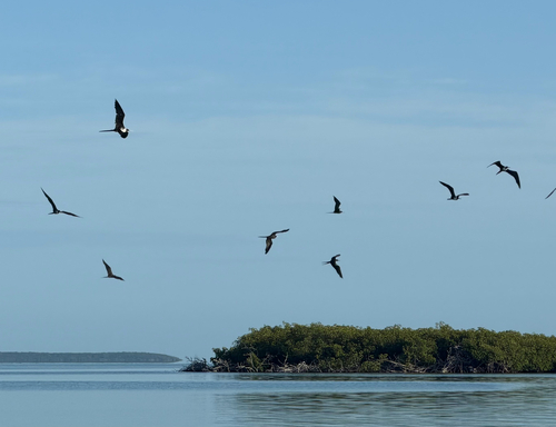 Cayo Verde