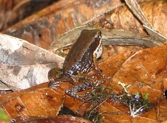 Hyloxalus mystax