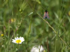 Zygaena sarpedon
