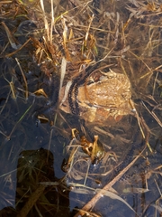 Bufo sachalinensis