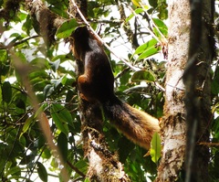 Sciurus spadiceus