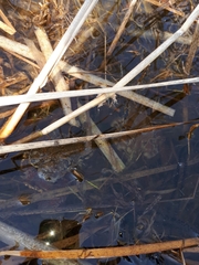 Bufo sachalinensis