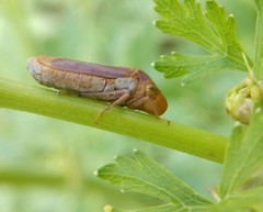 Oncometopia hamiltoni