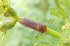 Oncometopia hamiltoni