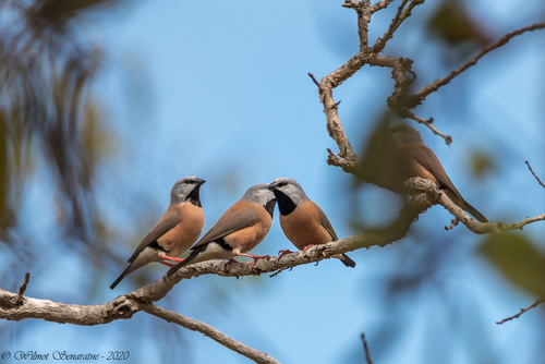 Black-throated Finch (Poephila cincta), photo 2