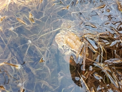 Bufo sachalinensis