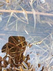 Bufo sachalinensis