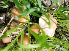 Psathyrellaceae
