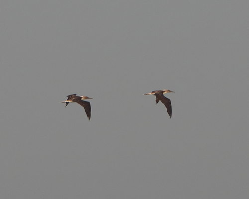 Blue-footed Booby (Sula nebouxii)