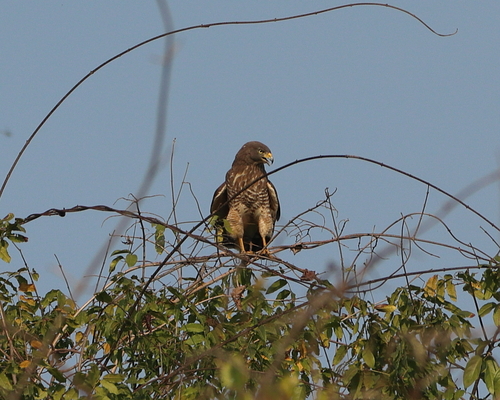 Roadside Hawk (Rupornis magnirostris)