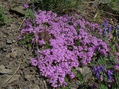 Thymus extremus