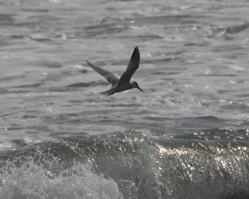 Elegant Tern (Thalasseus elegans)