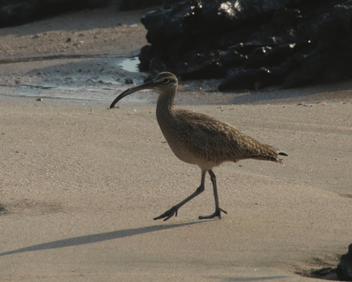 Hudsonian Whimbrel (Numenius hudsonicus)