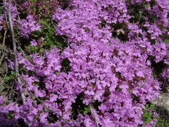 Thymus extremus