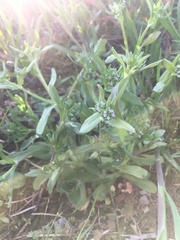 Valerianella carinata
