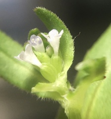 Valerianella carinata