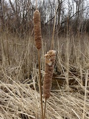 Typha × glauca