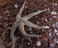 Stylasterias forreri