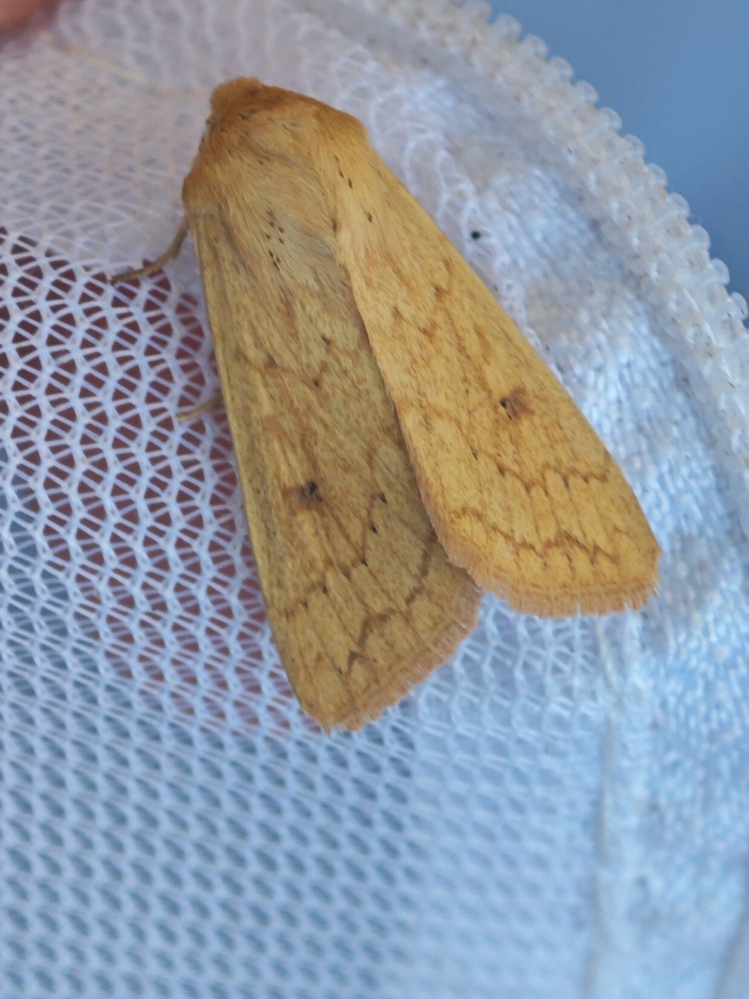 Palomilla delcada