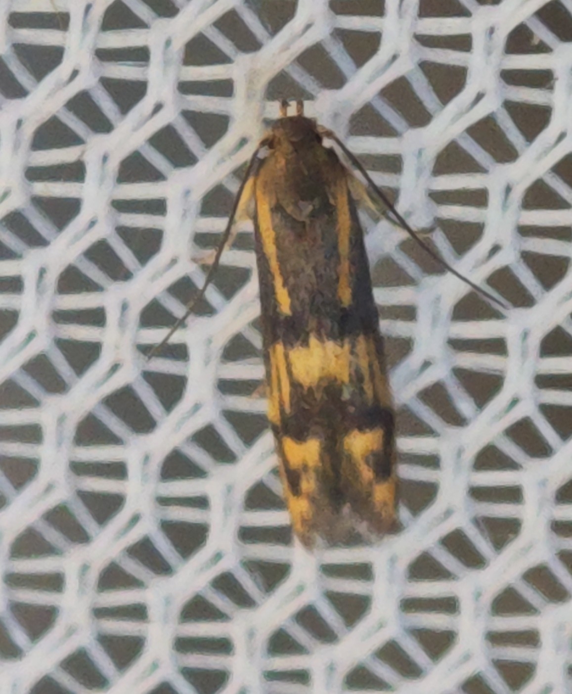 Oinophila v-flava