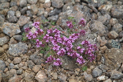 Thymus extremus
