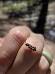 Pseudanostirus tigrinus