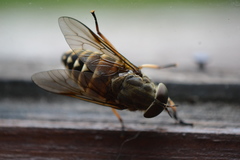 Tabanus bovinus