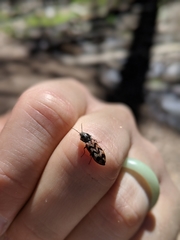 Pseudanostirus tigrinus