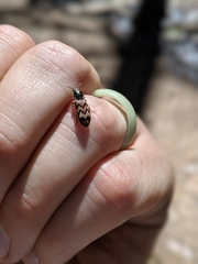 Pseudanostirus tigrinus