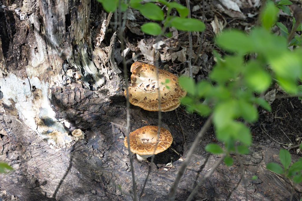 Dryad's Saddle · May 2026 · photo: Photo: (c) Andrew Murray, some rights reserved (CC BY) · iNaturalist