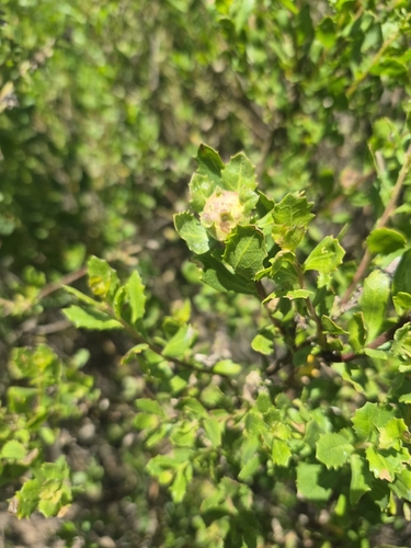 iNaturalist observation photo of Coyote Brush Bud Gall Midge