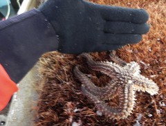 Stylasterias forreri