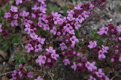 Thymus extremus