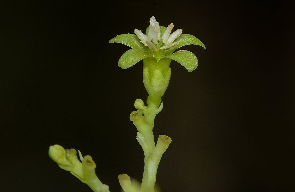 Jatropha heynei