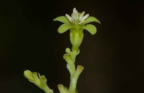 Jatropha heynei N.P.Balakr. 2