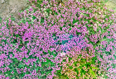 Thymus extremus