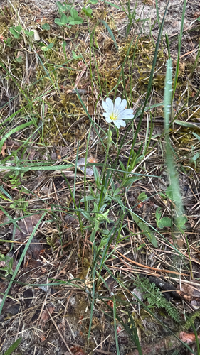 field chickweed