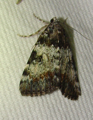 Catocala connubialis