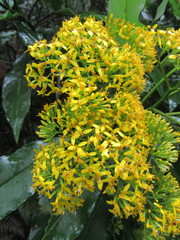 Telanthophora uspantanensis