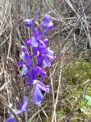 Delphinium parryi