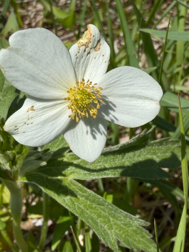 meadow anemone