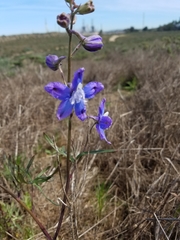 Delphinium parryi