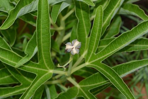 Jatropha heynei N.P.Balakr. 3