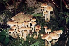 Hypholoma