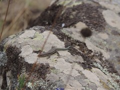 Podarcis guadarramae guadarramae