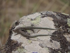 Podarcis guadarramae guadarramae